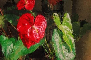 Großes rotes herzförmiges Anthurium