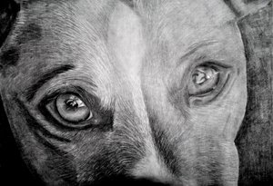 Seelenvoller Hundeblick