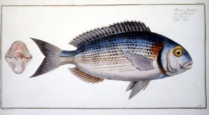 Naturgeschichte Platte: Die Brasse von Marc Elieser Bloch Ichtyologie Paris - Berlin - London 1787 von Marcus Élieser Bloch