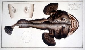 Naturgeschichte Platte: Die Lotte nach Marc Elieser Bloch Ichtyologie Paris - Berlin - London 1787
