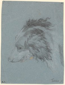 Ein Hundekopf