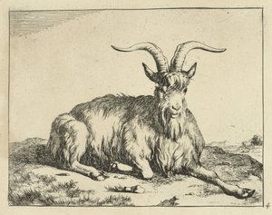 Liegende Ziege mit ausgestrecktem Vorderbein von Marcus de Bye