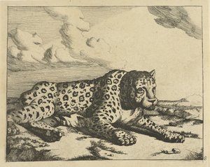 Leopard liegt nach rechts, die Pfoten zum Betrachter Leoparden (Serie)
