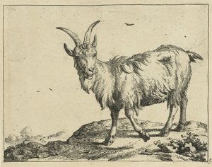 Stehende Ziege von vorne von Marcus de Bye