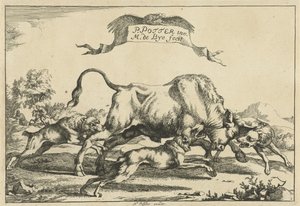 Stier von drei Jagdhunden angegriffen