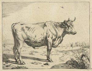 Stier, nach rechts stehend, mit Vögeln von Marcus de Bye