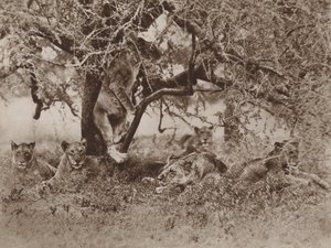 Klettern Löwen auf Bäume?, die Antwort der Kamera