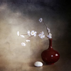 Ruhige Kirschblüten
