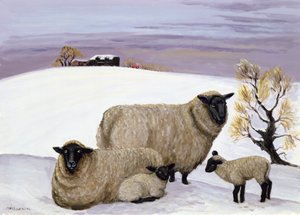 Schafe im Winter