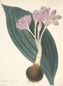 Breitblättriger Wiesensafran, aus Floral Illustrations of the Seasons, veröffentlicht 1829 von Margaret Roscoe