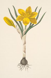 Gemeiner Gelber Krokus, aus Florale Illustrationen der Jahreszeiten, veröffentlicht 1829 von Margaret Roscoe