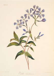 Frühblühende Lychnidea, aus Floral Illustrations of the Seasons, veröffentlicht 1829