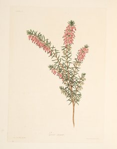 Fleischfarbene, frühblühende Heide, aus Florale Illustrationen der Jahreszeiten, veröffentlicht 1829 von Margaret Roscoe