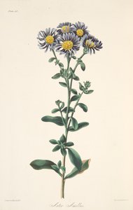 Italienische Aster, aus Floral Illustrations of the Seasons, veröffentlicht 1829