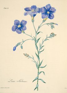 Narbonne-Lein, aus Floral Illustrations of the Seasons, veröffentlicht 1829 von Margaret Roscoe
