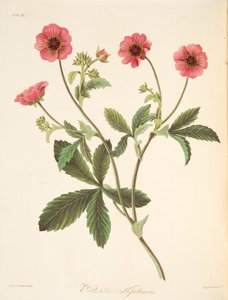 Nipal-Potentilla, aus Floral Illustrations of the Seasons, veröffentlicht 1829