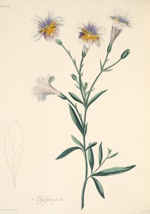 Bemalte Salpiglossis, aus Floral Illustrations of the Seasons, veröffentlicht 1829 von Margaret Roscoe