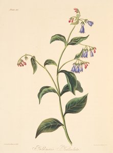 Rispen-Lungenkraut, aus Floral Illustrations of the Seasons, veröffentlicht 1829 von Margaret Roscoe