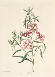 Hübsche Clarkia, aus Floral Illustrations of the Seasons, veröffentlicht 1829