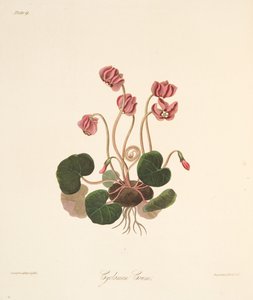 Rundblättriges Alpenveilchen, aus Florale Illustrationen der Jahreszeiten, veröffentlicht 1829 von Margaret Roscoe