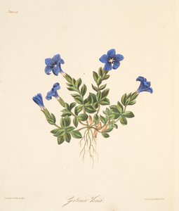 Frühlings-Enzian, aus Florale Illustrationen der Jahreszeiten, veröffentlicht 1829 von Margaret Roscoe