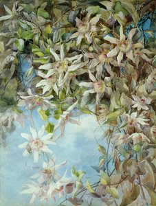 Studie der Passionsblume