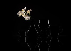 Elegante Orchideen-Silhouetten