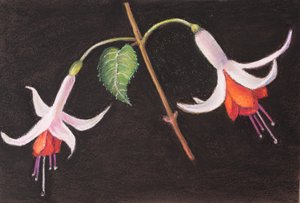 Fuchsien aus meinem Garten