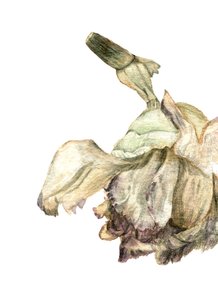 Nelkenblume, 2018