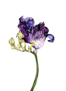 Freesienblume, 2018