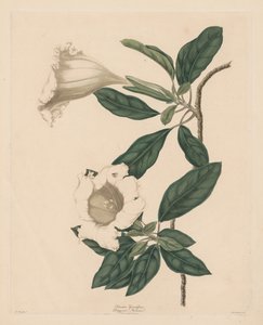 Kelchrebe, 1790