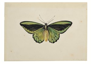 Schmetterling, Gemeiner Grüner Vogelflügler (Ornithoptera priamus)