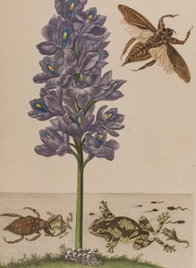 Illustration aus 