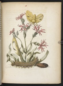 Der Raupen wunderbare Verwandlung und sonderbare Blumen-Nahrung