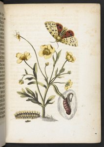 Der Raupen wunderbare Verwandlung und sonderbare Blumen-Nahrung