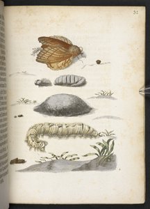 Der Raupen wunderbare Verwandlung und sonderbare Blumen-Nahrung von Maria Sibylla Merian