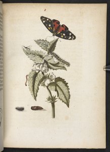Der Raupen wunderbare Verwandlung und sonderbare Blumen-Nahrung