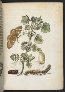 Der Raupen wunderbare Verwandlung und sonderbare Blumen-Nahrung