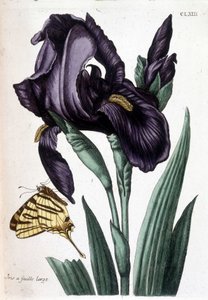 Breitblättrige Iris - in „Allgemeine Geschichte der Insekten von Surinam und ganz Europa“ von Maria Sibylla Merian, ed. Desnos, Paris