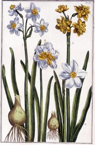 Narzisse - in „Allgemeine Geschichte der Insekten von Surinam und ganz Europa“ von Maria Sibylla de Merian, ed. Desnos, Paris