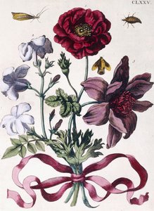 Verschiedene europäische Insekten und Blumen von Maria Sibylla Merian