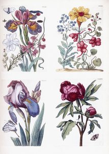 Verschiedene europäische Insekten und Blumen von Maria Sibylla Merian