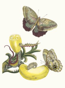 Baccores. Aus dem Buch Metamorphosis insectorum Surinamensium