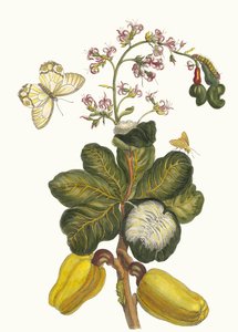 Caschou, aus dem Buch Metamorphosis insectorum Surinamensium