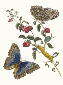 Amerikanische Kirschen. Aus dem Buch Metamorphosis insectorum Surinamensium