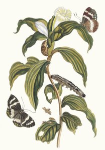 Costus arabicus. Aus dem Buch Metamorphosis insectorum Surinamensium, 1705
