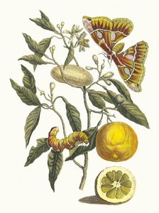 Zitrone. Aus dem Buch Metamorphosis insectorum Surinamensium, 1705