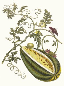 Wassermelone. Aus dem Buch Metamorphosis insectorum Surinamensium, 1705 von Maria Sibylla Merian