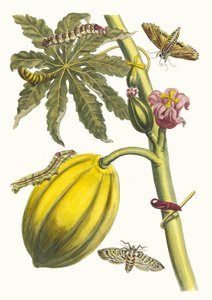 Papaya. Aus dem Buch Metamorphosis insectorum Surinamensium, 1705 von Maria Sibylla Merian