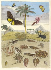 Hirschkäfer, Amphibien und Palmen. Aus dem Buch Metamorphosis insectorum..., 1705